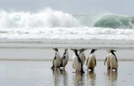 The Endangered Penguins Of The Otago Peninsula, New Zealand